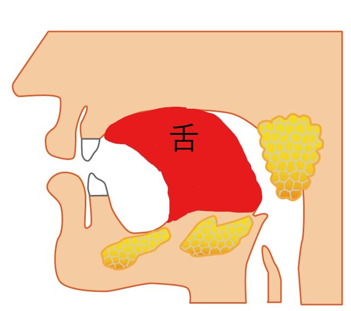 舌の位置